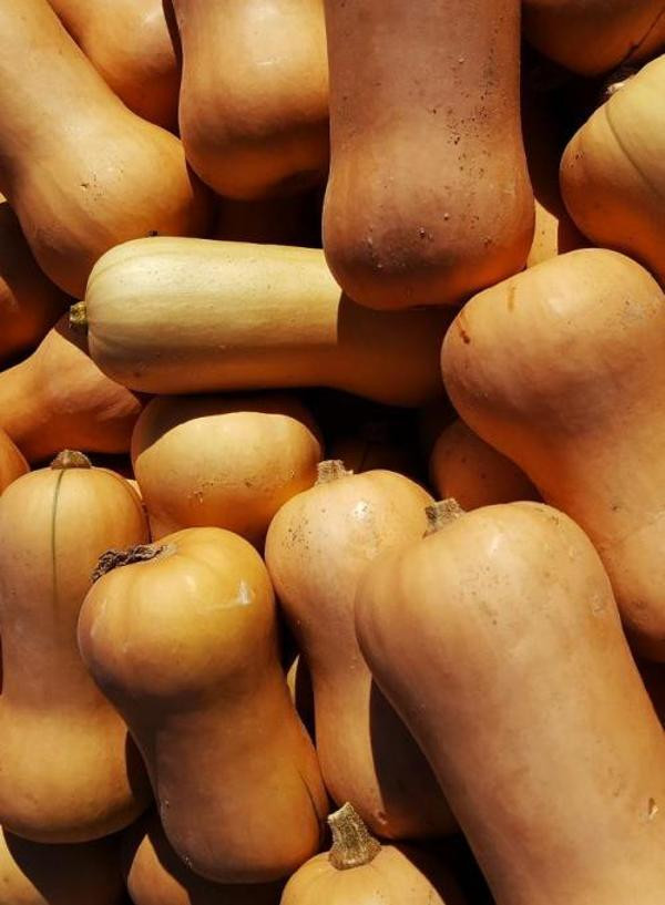 Produktfoto zu Butternut-Kürbis