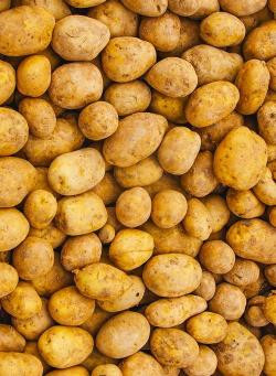 Produktfoto zu Kartoffeln festkochend, 2,5 kg