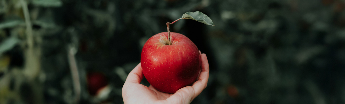 KI generiert: Das Bild zeigt eine Hand, die einen roten Apfel hält. Im Hintergrund sind unscharfe Blätter und Pflanzen zu sehen.