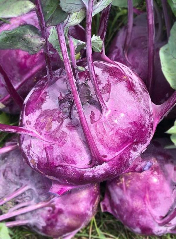 Produktfoto zu Kohlrabi blau