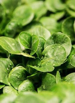 Produktfoto zu Feldsalat