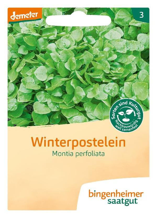 Produktfoto zu Winterpostelein