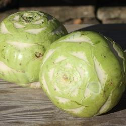 Produktfoto zu Kohlrabi Superschmelz