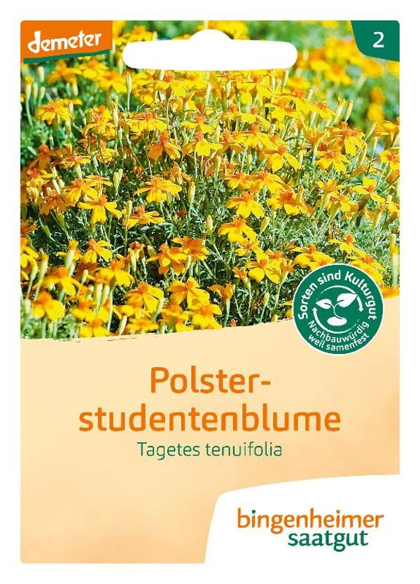 Produktfoto zu Polsterstudentenblume