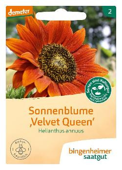 Produktfoto zu Sonnenblume Velvet Queen