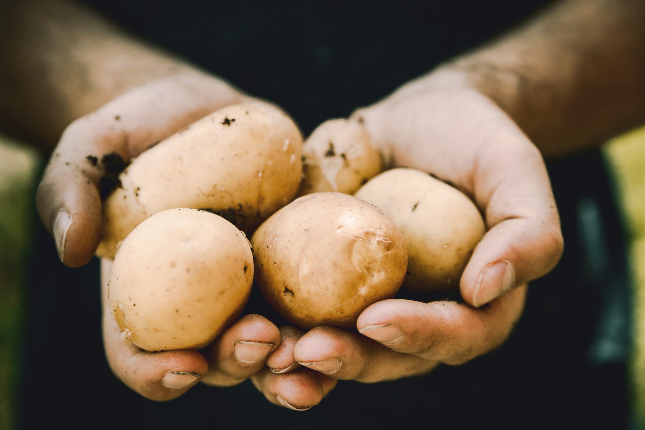 Pflanzgut Kartoffel, Zwiebel und Schalotten 2024